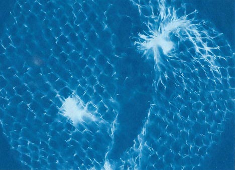 Cyanotype by Jody Saunders