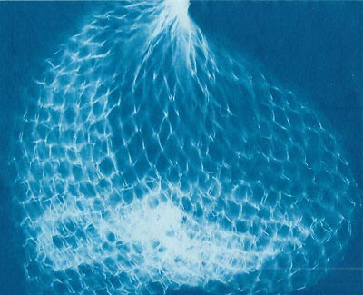 A cyanotype by Jody Saunders