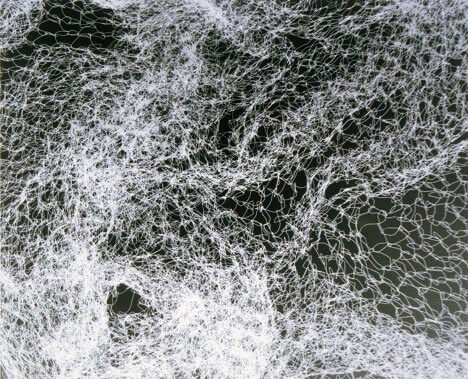 Photogram by Jody Saunders