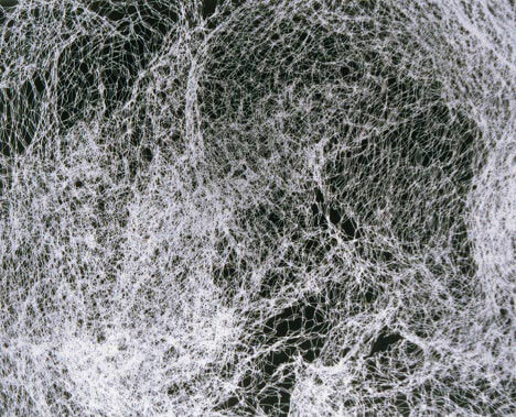 Photogram by Jody Saunders