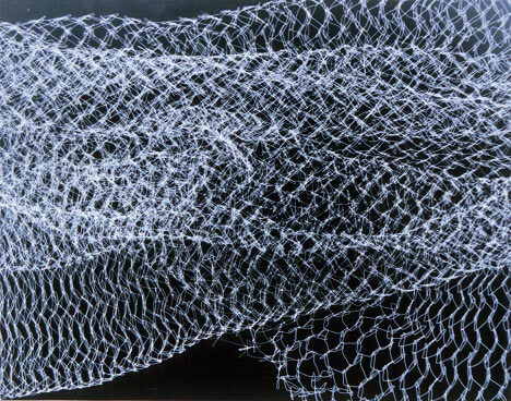 Photogram by Jody Saunders