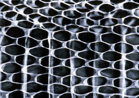 Camera-less photograhpy by Jody Saunders