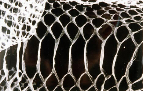 Camera-less photograhpy by Jody Saunders